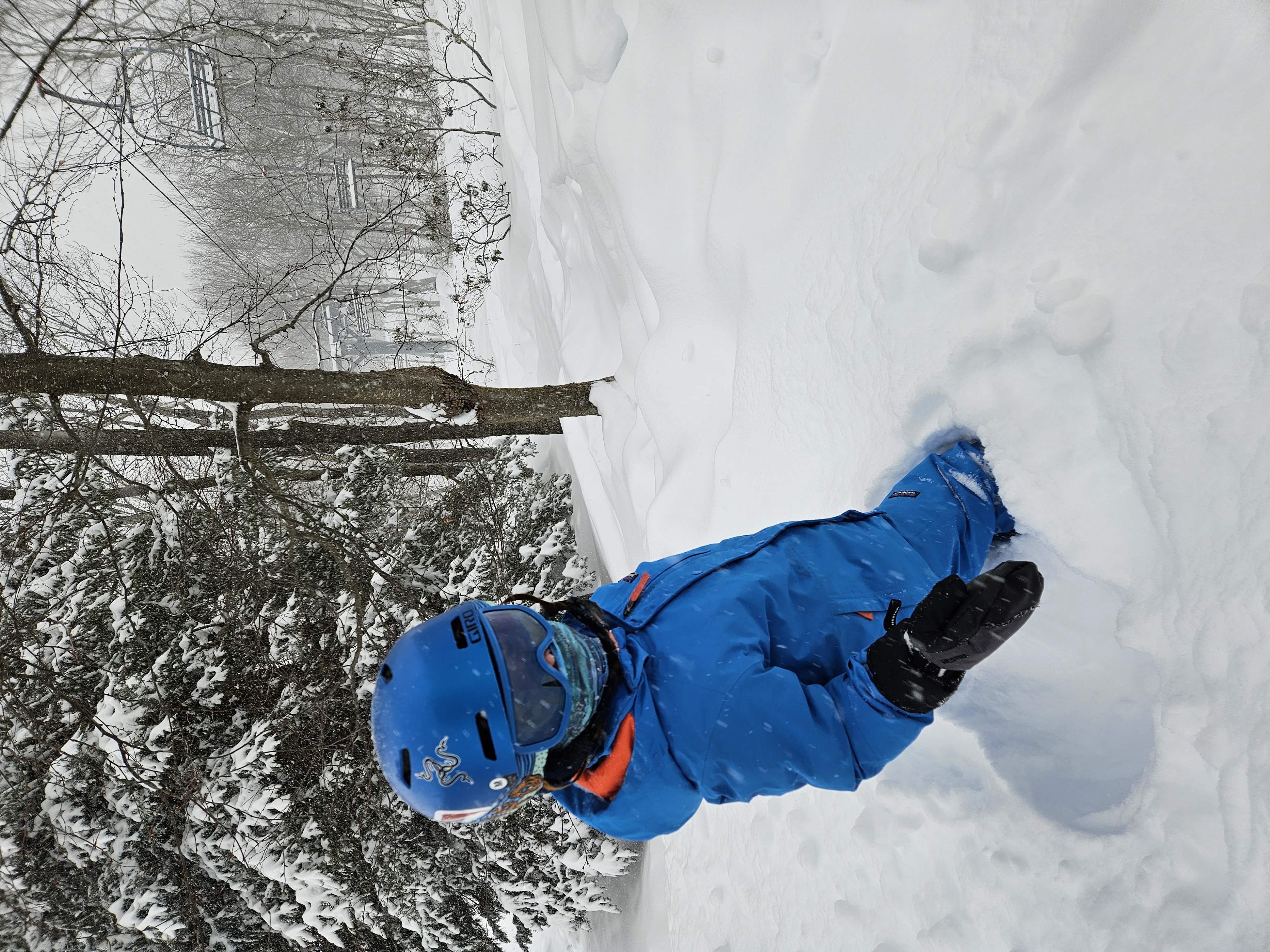Pow day — board and trees